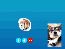 Shiba Inu Hunting Dog Henlo Hello Video Call GIF
