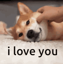 Shiba Inu Hunting Dog I Love You Cheeks GIF