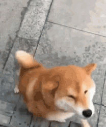 Shiba Inu Hunting Dog  GIF