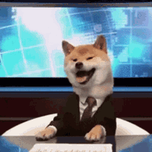 Shiba Inu Hunting Dog Newscast Yawn