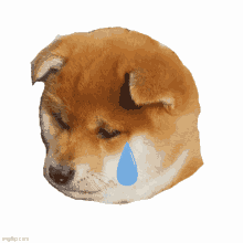 Shiba Inu Hunting Dog Sad Crying Tears