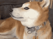 Shiba Inu Hunting Dog Side Eye