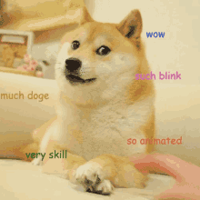 Shiba Inu Hunting Dog Wow Blink So Animated GIF
