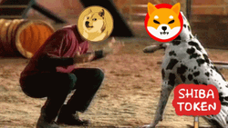 Shiba Inu Icon Poked GIF