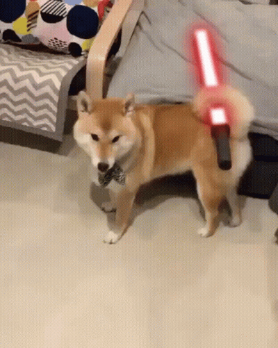 Shiba Inu In Bow Tie Holding Lightsaber GIF