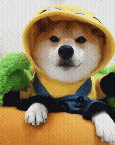 Shiba Inu In Yellow Hoodie And Overalls GIF
