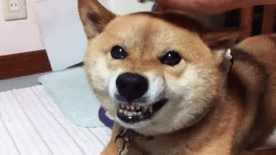 Shiba Inu Laying On Bed Mouth Open Looking At Camera GIF