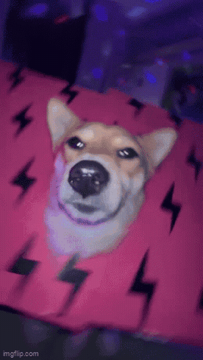 Shiba Inu Laying On Pink Blanket With Lightning Bolts GIF