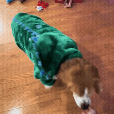 Shiba Inu Lying On Pink Blanket With Lightning Bolts GIF