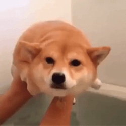 Shiba Inu Pretend Swimming GIF