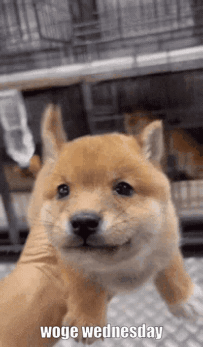 Shiba Inu Puppy Smiling GIF