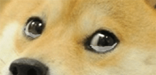 Shiba Inu Single Tear GIF