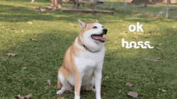 Shiba Inu Sitting Ok Boss GIF