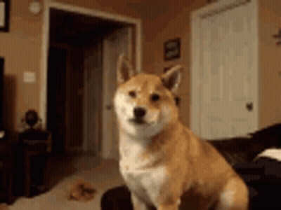 Shiba Inu Sitting On Couch Looking At Camera GIF