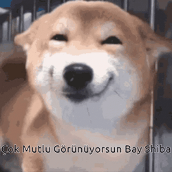 Shiba Inu Smiling GIF
