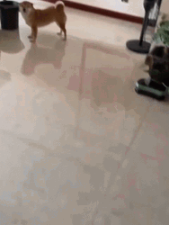 Shiba Inu Smiling Wiggling Tail GIF