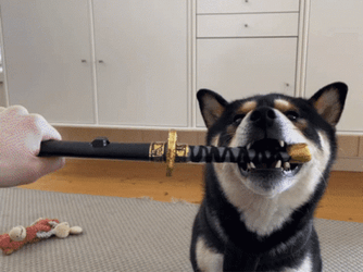 Shiba Inu Sword Fight GIF