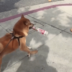 Shiba Inu Walking Plastic Bottle On Mouth GIF