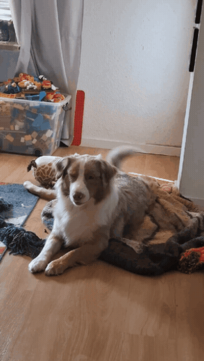 Shiba Inu Wearing Headphones Saying I Don't Care GIF