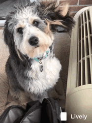 Shih Tsu Dog Air Conditioning GIF
