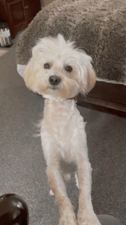 Shih Tzu Confused Dog Math Problem GIF