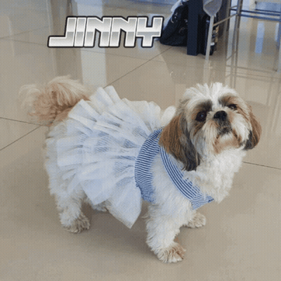 Shih Tzu In Blue And White Striped Dress Saying Cute GIF