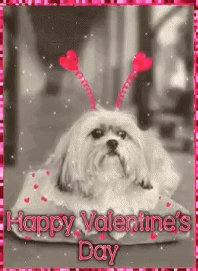 Shih Tzu Laying On Pillow With Red Hearts On Head GIF