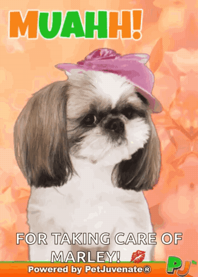 Shih Tzu Pink Hat Muahh Taking Care Marley GIF