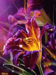 Shining Lily Flower Blooming GIF