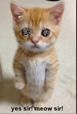 Shinning Eyes Cat Yes Master GIF