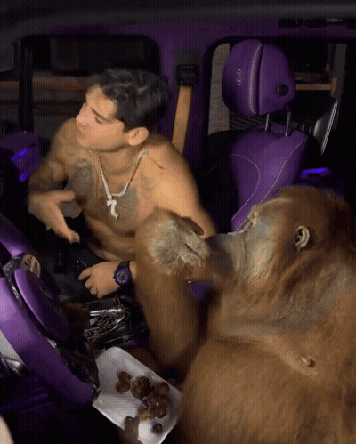 Shirtless Man Sitting In Purple Car With Monkey GIF