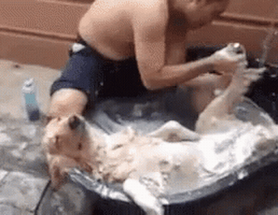 Shirtless Man Washing Dog In Tub GIF