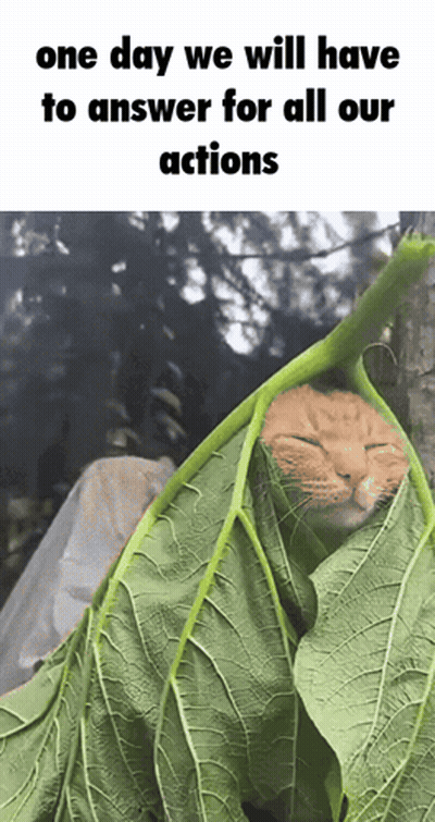 Shirtless Man With Green Hair Says Me I Watch The Live Action One Piece For The Plot The Plot GIF