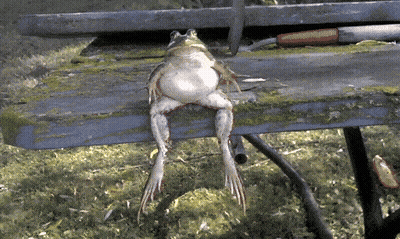 Shirtless Wrestler Waves At Crowd GIF