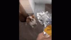 Shivering Dog Being Fed GIF