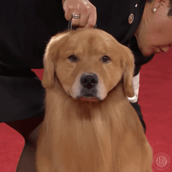 Shivering Dog On A Leash GIF