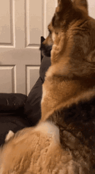 Shivering Dog On Couch GIF
