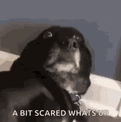 Shivering Dog With Big Eyes GIF