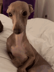 Shivering Thin Dog On Bed GIF