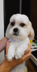 Shivering White Dog Held By Its Owner GIF