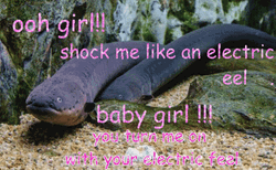Shock Me Like An Electric Eel GIF