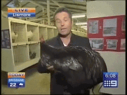 Shock Newscaster GIF