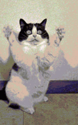 Shocked Cat Giving A Funny Hug GIF