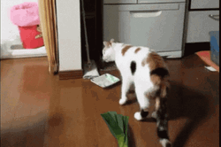 Shocked Cat Jumping GIF