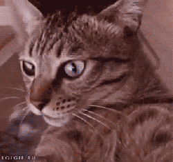 Shocked Cat Spinning GIF