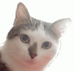 Shocked Cat Thug Life GIF