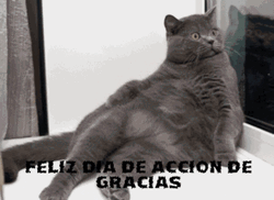 Shocked Feliz Dia De Accion De Gracias Cat  GIF