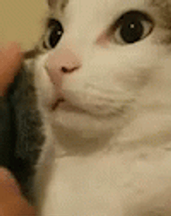 Shocked Kitty Shhhh GIF