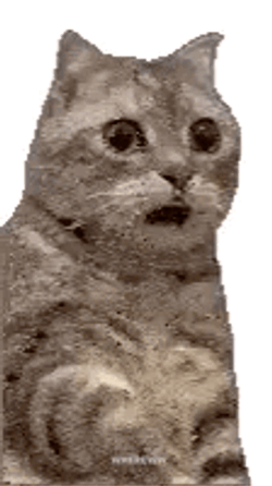 Shocked Shocked Cat GIF
