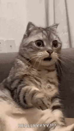 Shocked Surprised GIF